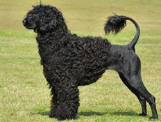 כלב Portuguese Water Dog (צילום: באדיבות המרכז הישראלי לכלבים בכפר אחים)